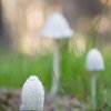 Coprinus niveus